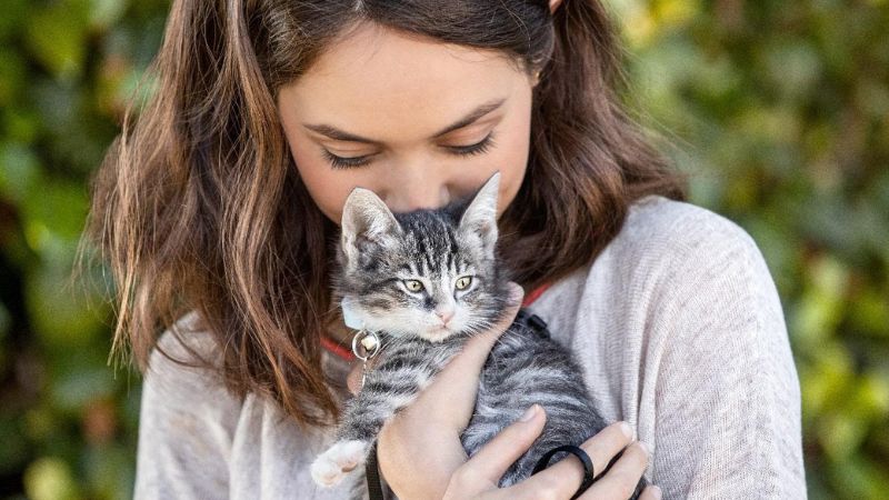 ROYAL CANIN participa da 15ª edição do Bazar de Natal do Adote um Gatinho