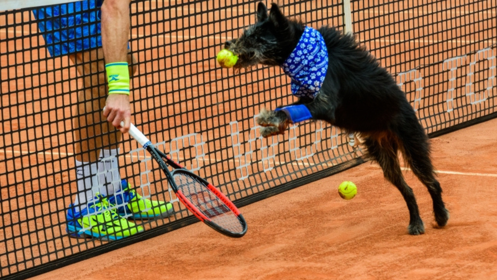 CãoDulas promovem Adoção no Rio Open 2024