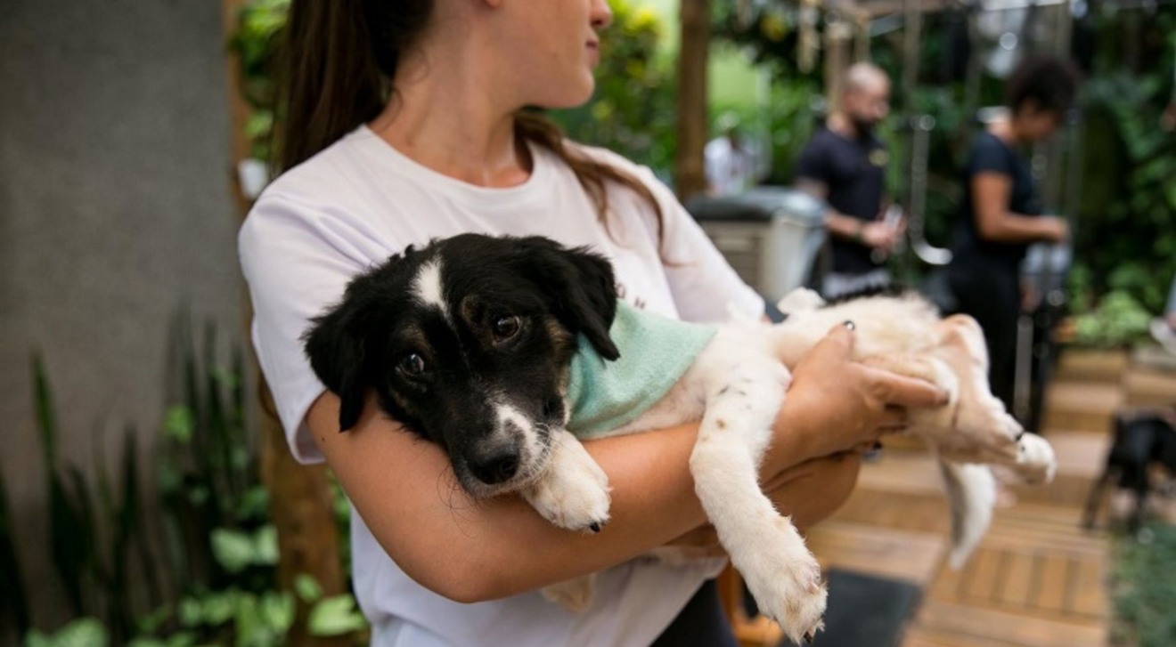 Petlove cria calçada da fama pet para incentivar a adoção Petlove cria calçada da fama pet para incentivar a adoção