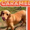 Imagem de um cachorro caramelo