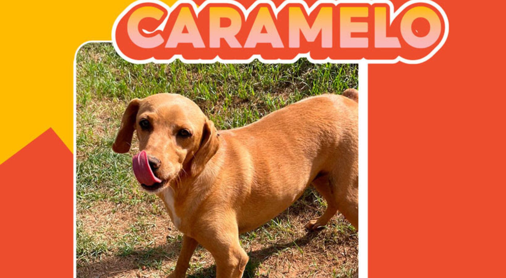 Imagem de um cachorro caramelo