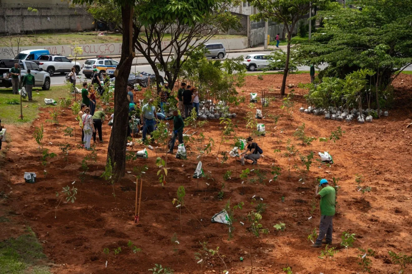 Imagem mostra plantio de microflorestas da Heineken em Belo Horizonte