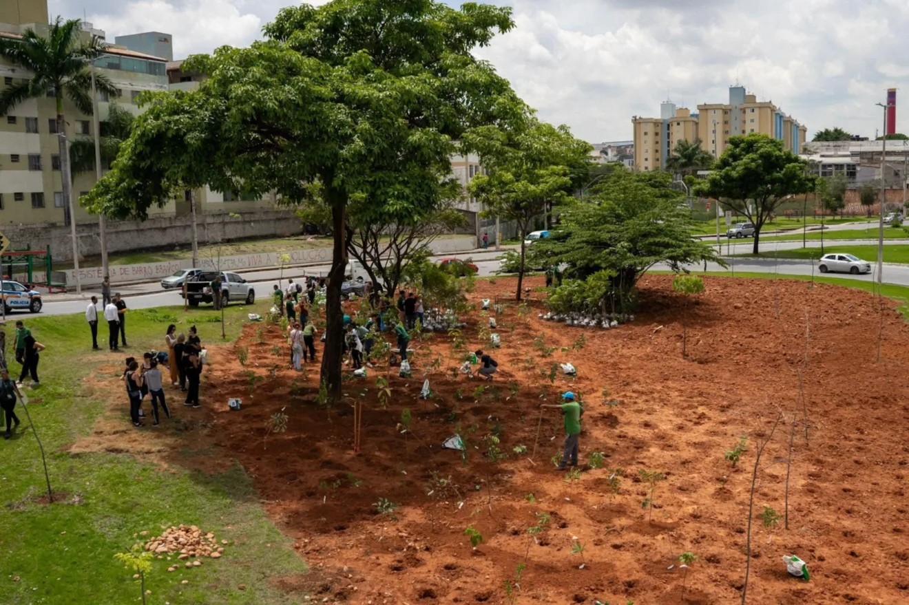 Imagem mostra plantio de microflorestas da Heineken em Belo Horizonte