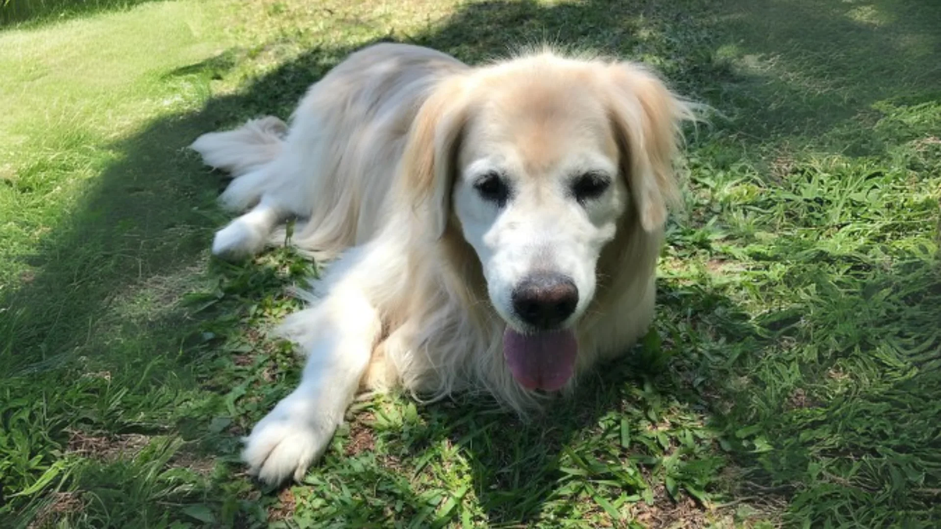 A foto mostra uma cadela da raça Golden Retriever deitada em uma grama verde