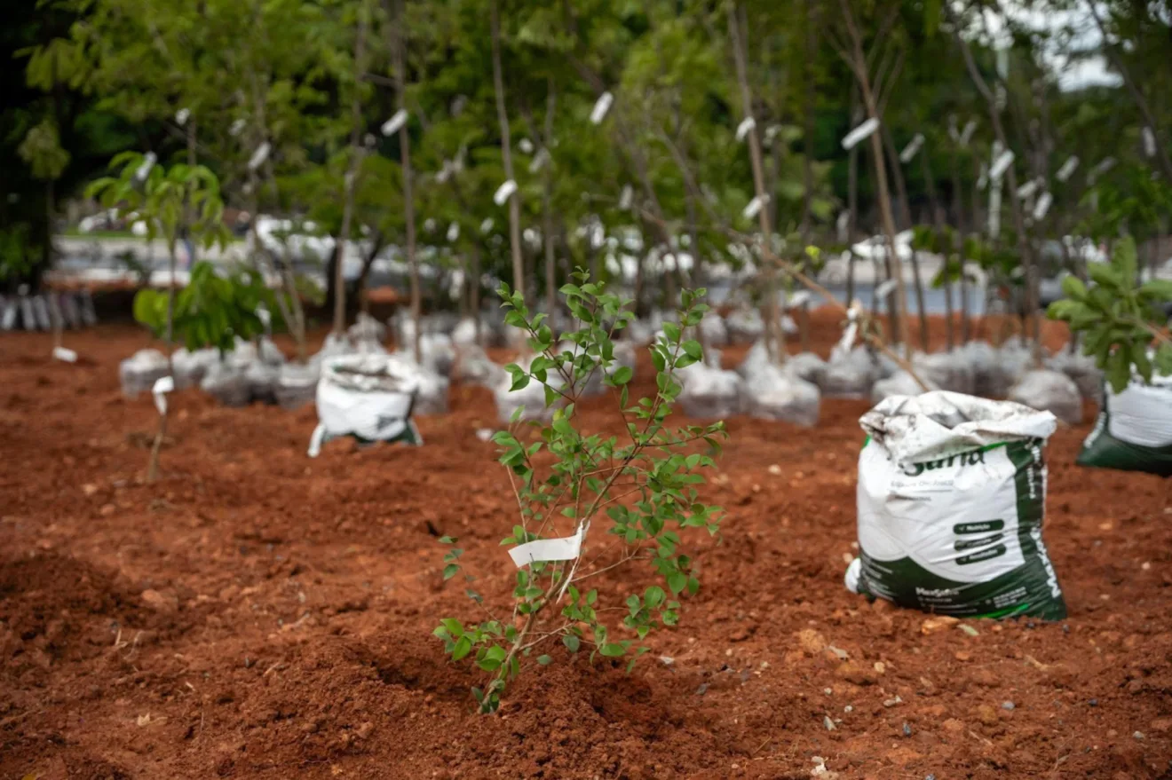 Imagem mostra plantio de microflorestas da Heineken em Belo Horizonte