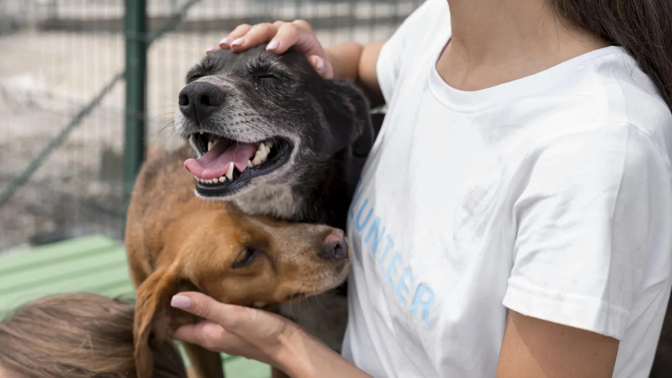 Imagem representa adoção de animais, com uma mulher brincando com dois cachorros