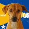 Banner de nova campanha da Pedigree, em homenagem ao vira-lata caramelo