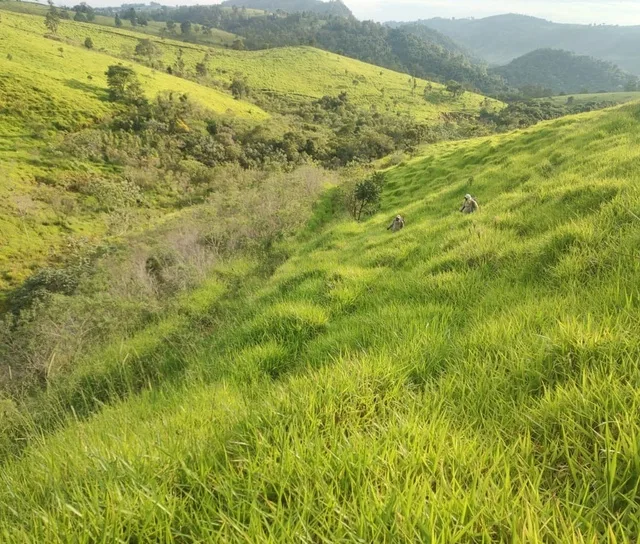 Área reflorestada pelo Projeto Plantar Vida da Ypê