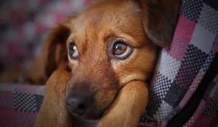 petlove campanha adoção responsável