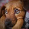 petlove campanha adoção responsável