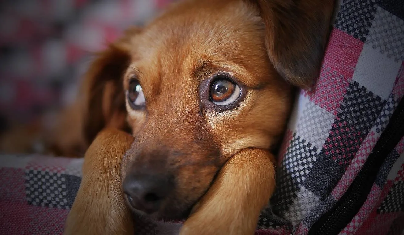 petlove campanha adoção responsável