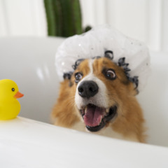 Cuidados com os pets