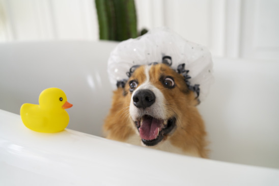 Cuidados com os pets