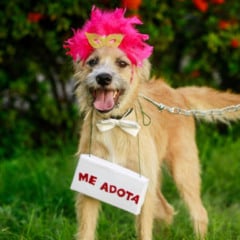 Recife pets