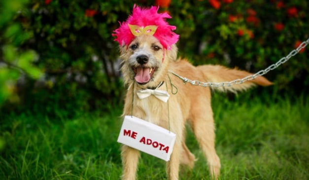 Recife pets