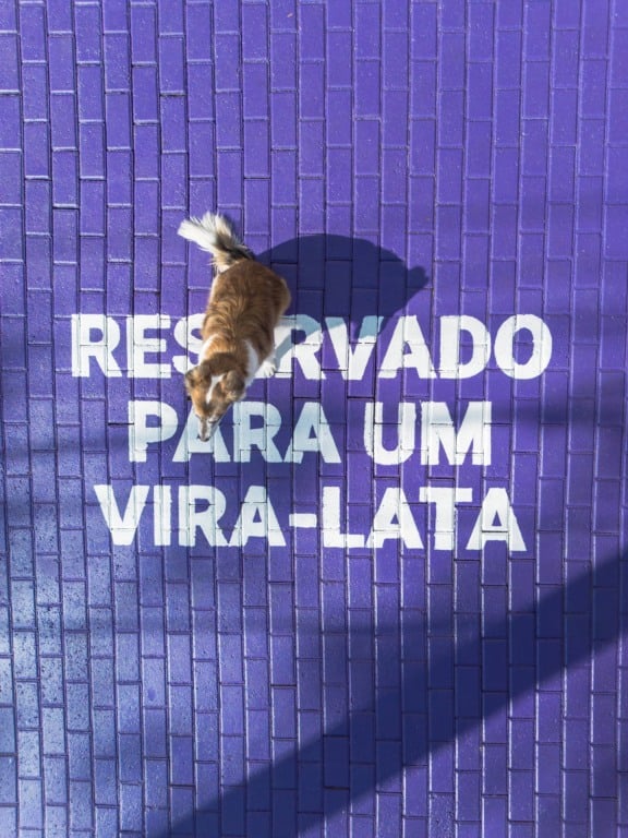 petlove vira-latas