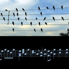 Pássaros em cima de fios de luz se transformam em notas musicais em uma partitura