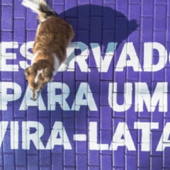 petlove vira-latas