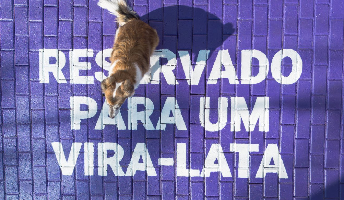 petlove vira-latas